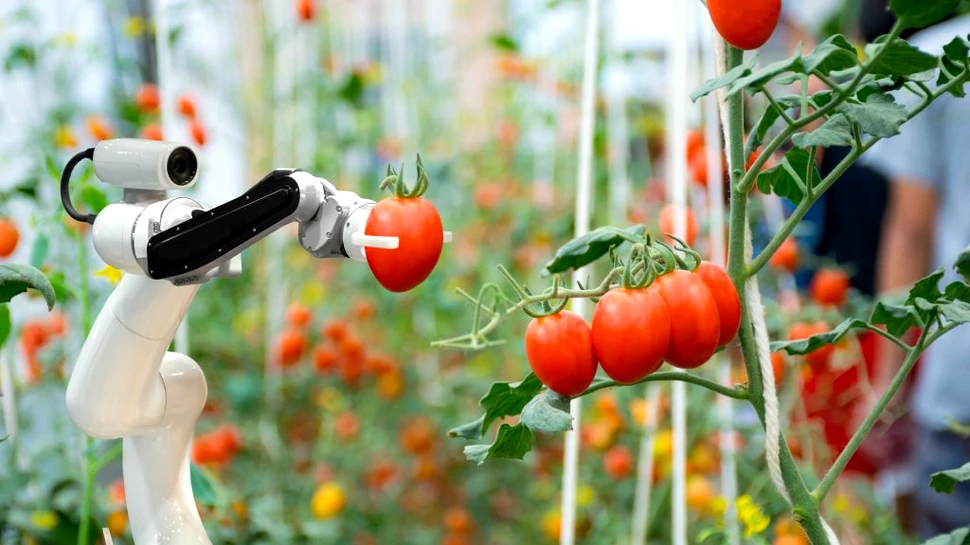 Care sunt riscurile utilizării inteligenței artificiale pentru a ne cultiva hrana?
