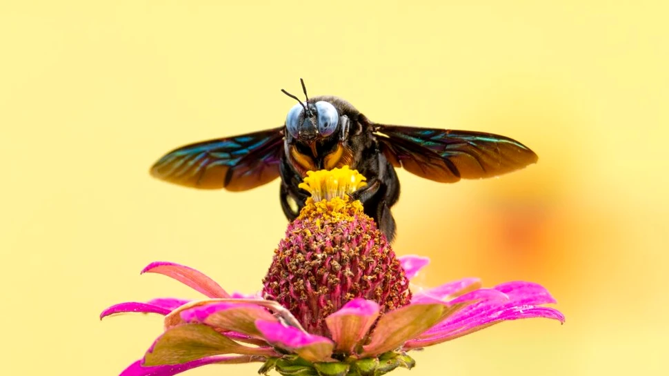 Temperaturile influențează riscul pesticidelor asupra albinelor