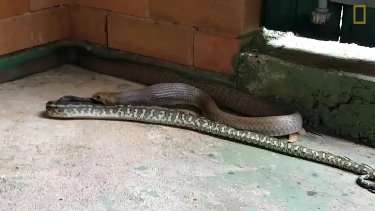 1-snapshotsnake 
