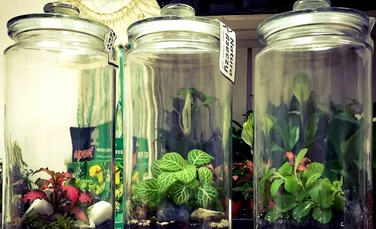 NASA caută modalităţi de a creşte plante în spaţiu