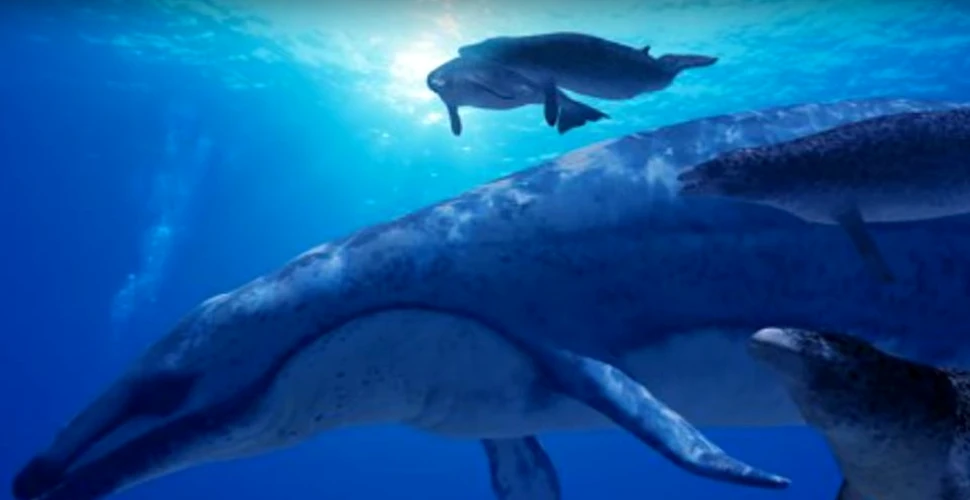 Reanalizarea rămăşiţelor unei balene din Eocen oferă concluzii sumbre