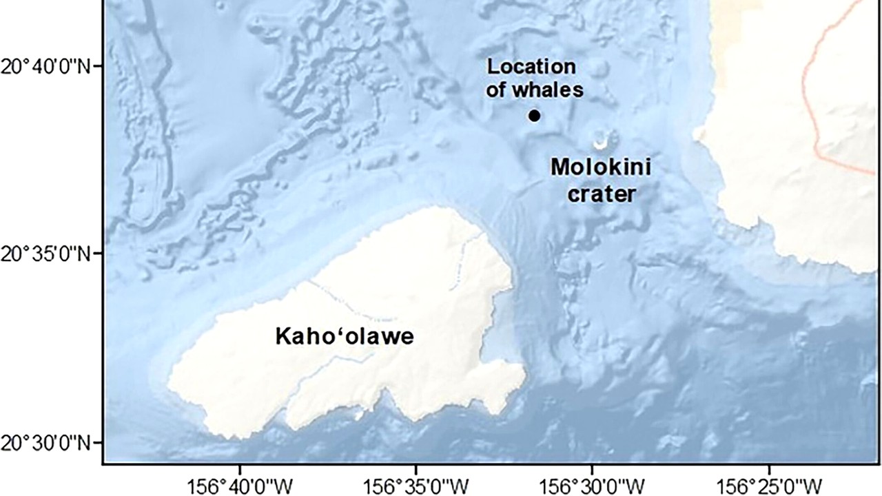 Hovawart