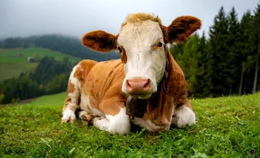 Test de cultură generală. De ce unii fermieri hrănesc vacile cu magneți?