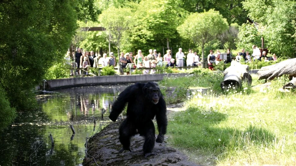 În 1997, un cimpanzeu de la o grădină zoologică din Suedia i-a uimit pe cercetători