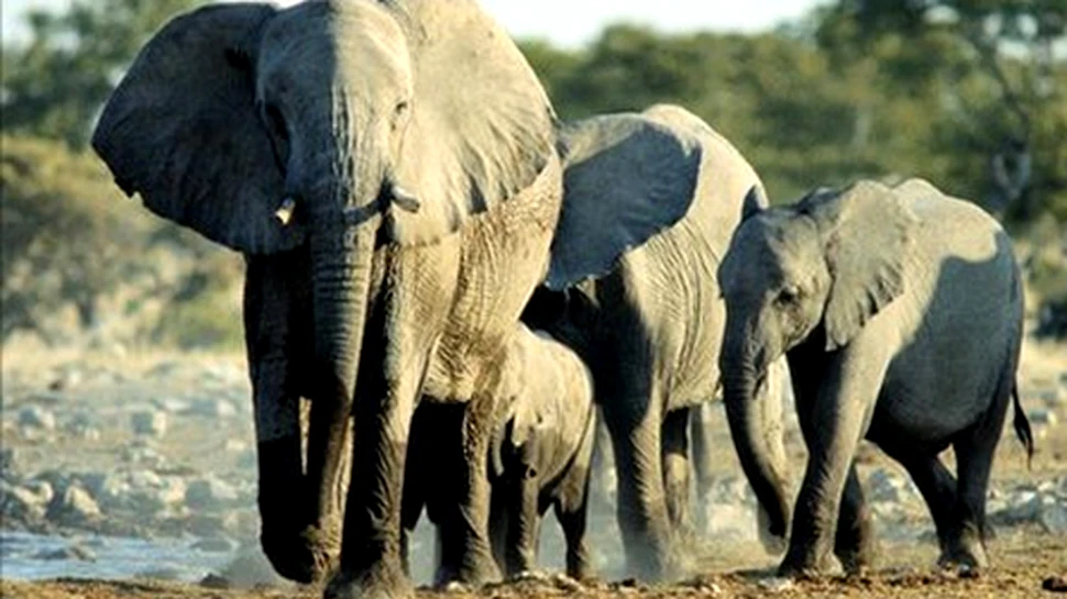 Elefantii invadatori sunt stresati la maximum