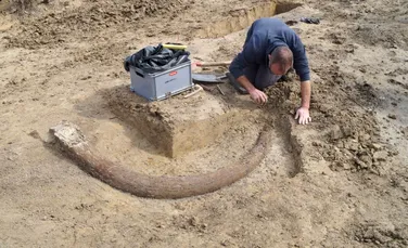Colţ de mamut descoperit în Germania