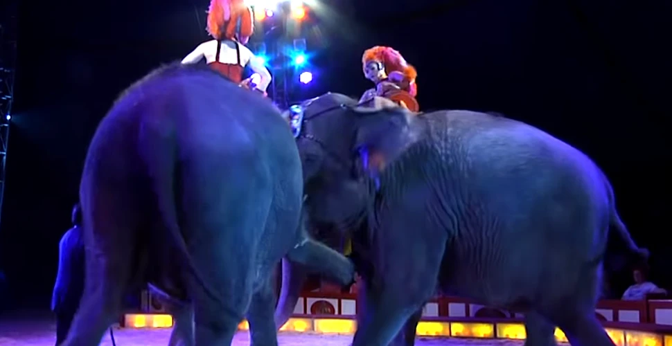 Imagini cu momentul în care un elefant a căzut peste public la un circ din Germania