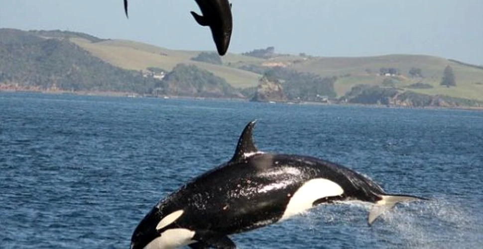 Imagini socante cu o balena ucigasa si un delfin (FOTO)
