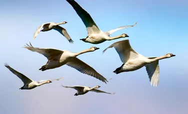 Iată cum schimbările climatice influențează migrația păsărilor