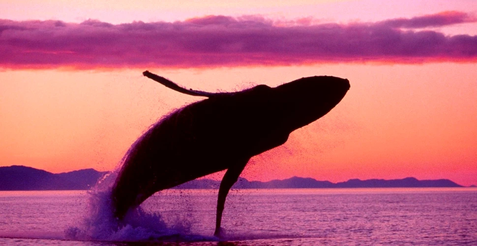 Cum poţi salva balenele vizionând filme porno – FOTO
