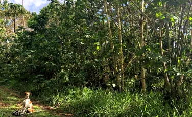Cafeaua ar putea ajuta la refacerea pădurilor tropicale