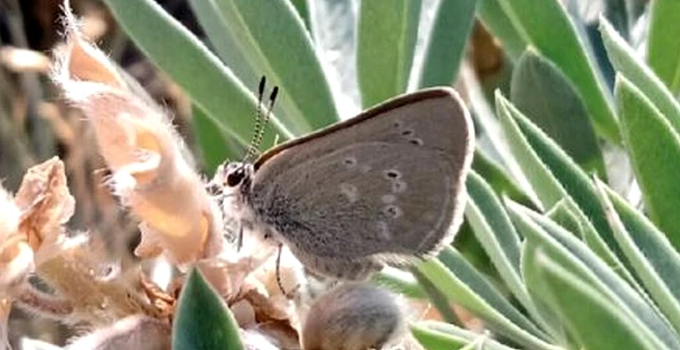 O nouă specie de fluturi a fost descoperită într-un loc neașteptat