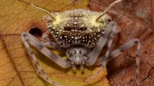 Oamenii de știință au descoperit o specie bizară de păianjen care se deghizează în ciupercă