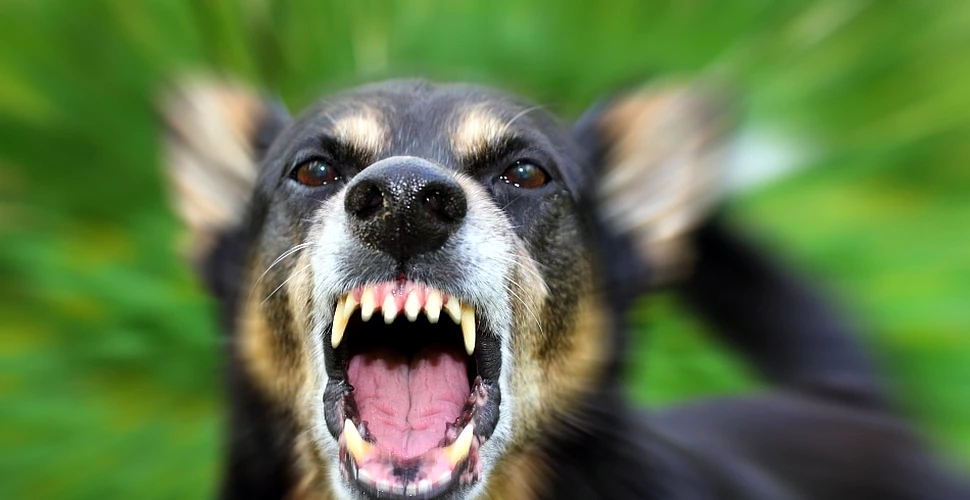 Persoanele anxioase sunt mult mai predispuse să fie atacate de câini