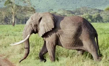 Elefantul infractor – neinarmat dar extrem de periculos