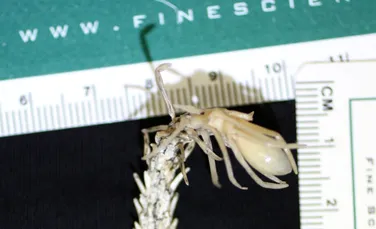 Iată prădătorul ingenios care folosește un păianjen fals pe post de momeală!