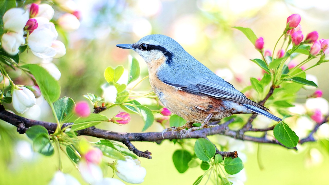 distance Antagonist strange Cântecul păsărilor este benefic pentru sănătatea noastră mintală
