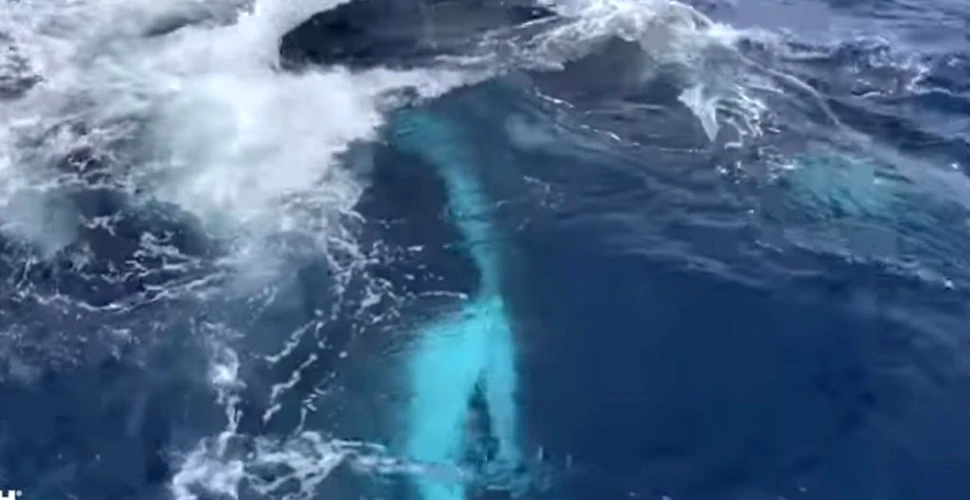Lupta dintre o balenă cu cocoașă și 15 orci, surprinsă în premieră