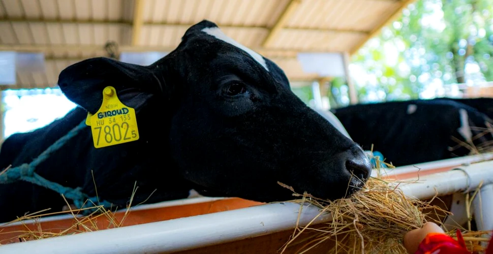 Ungaria suspectează că „un posibil atac biologic” ar fi sursa focarului de febră aftoasă