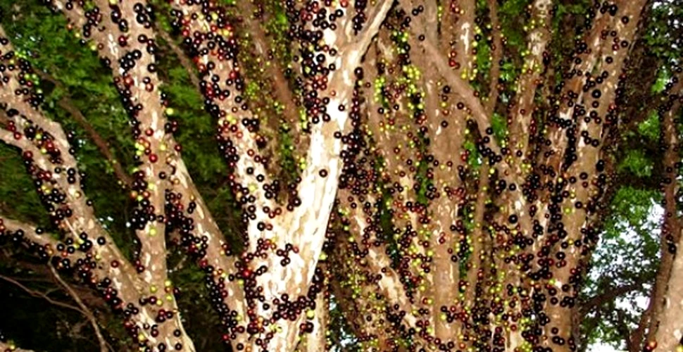 Jabuticaba – pomul ale carui fructe cresc pe trunchi (FOTO)