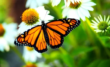 10 ciudățenii ale naturii pe care oamenii de știință încă nu le pot explica