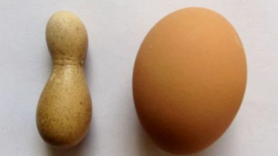 Cel mai straniu ou din lume
