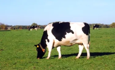 Vacile tratate cu hormoni emit mai putine gaze cu efect de sera