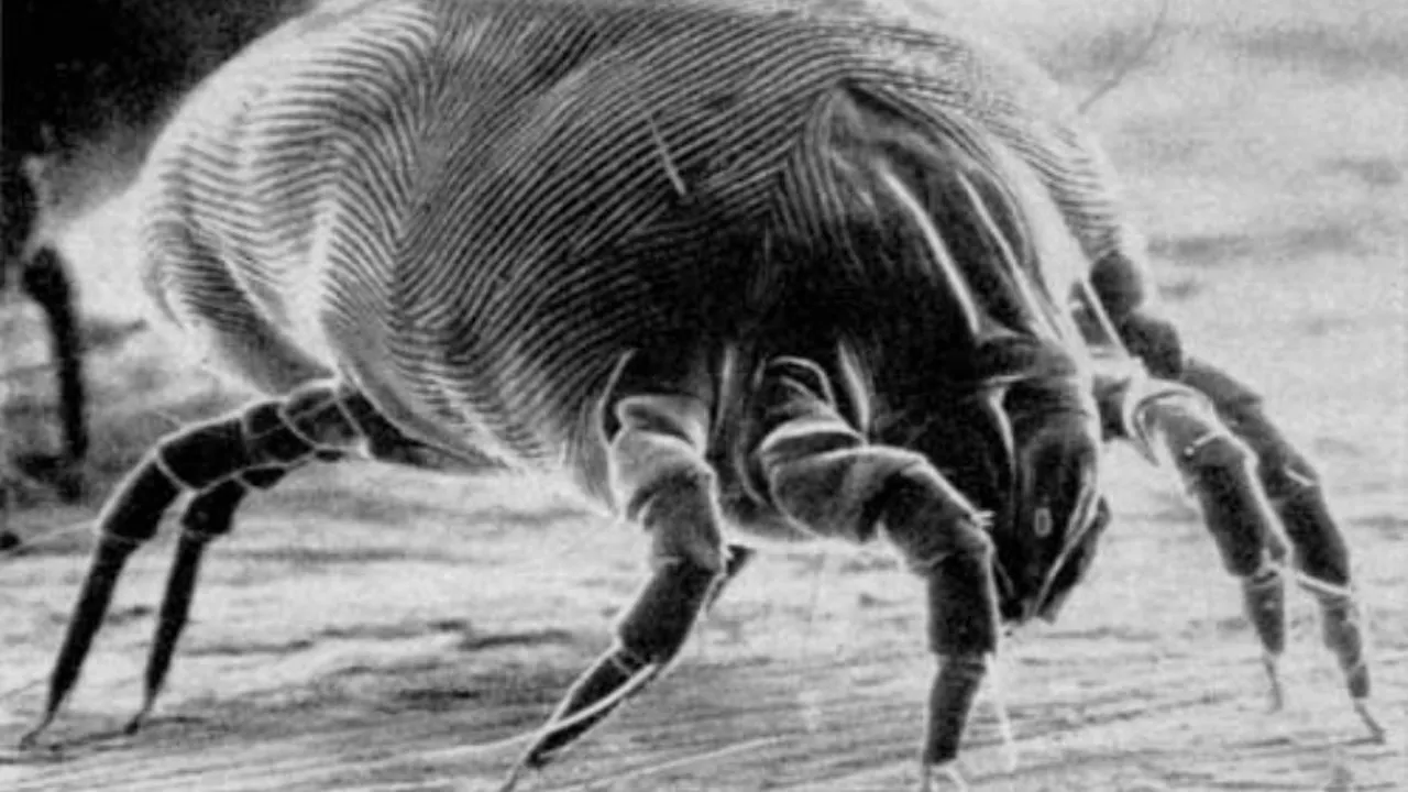1-house-dust-mite 
