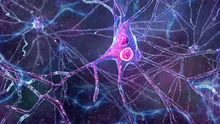 Țesut cerebral uman a fost transplantat la șoareci. Experimentul, condus de un român