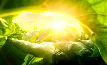 Cercetătorii au readus la viață o genă dispărută la plante