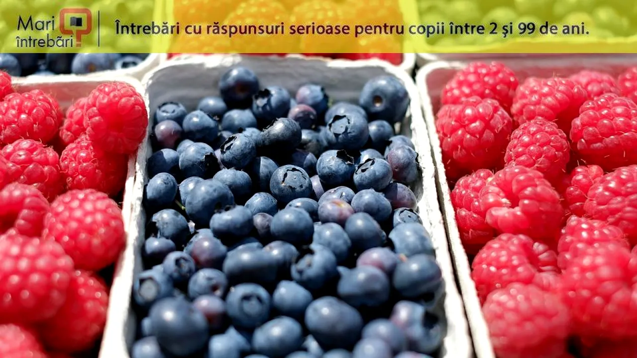 1-fructe 