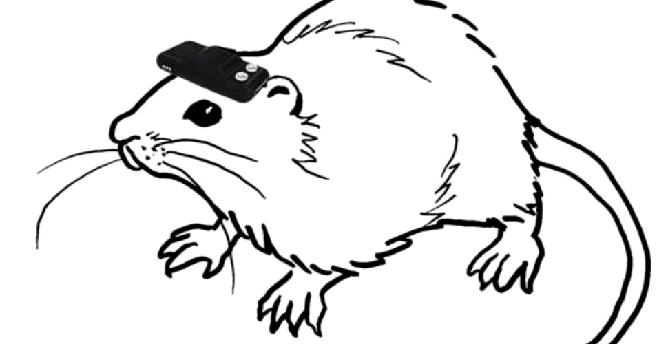Cercetătorii japonezi le-au redat ”vederea” unor şobolani orbi