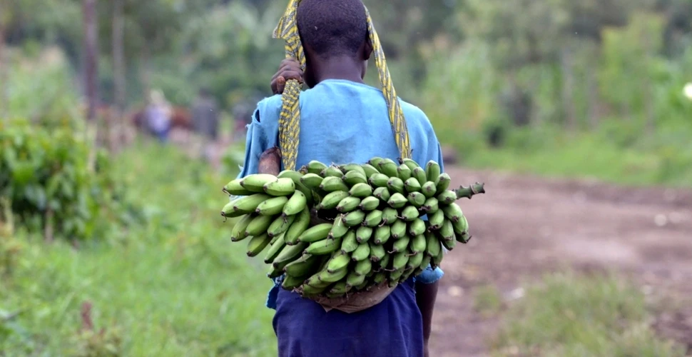 Bananele modificate genetic finanţate de Bill Gates ar putea salva anual sute de mii de copii de la moarte