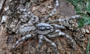 Descoperire de coşmar: tarantula mare cât faţa ta