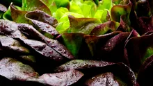 O proteină cheie din carne a fost crescută în salata verde pentru prima dată