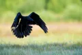 RAVEN, robotul-pasăre care zboară, face salturi și merge pe sol