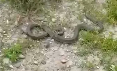 Șarpe de aproape 2 metri găsit într-un parc aglomerat din România