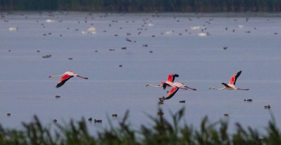 Eveniment rar în România: Patru păsări flamingo au fost observate recent – FOTO