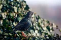 Sute de mii de păsări migratoare au fost găsite moarte în New Mexico, SUA