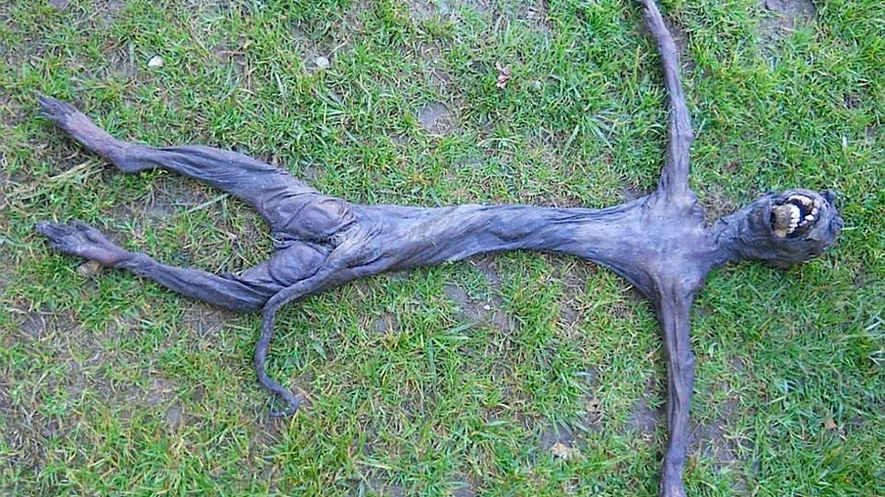 Misterul „cadavrului de extraterestru” descoperit pe o plajă din Africa de Sud a fost descifrat (FOTO)