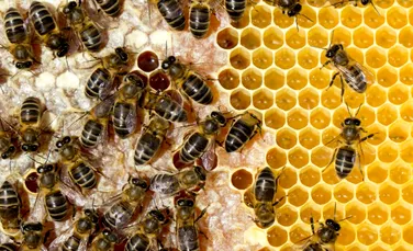 Test de cultură generală. De unde vin albinele?
