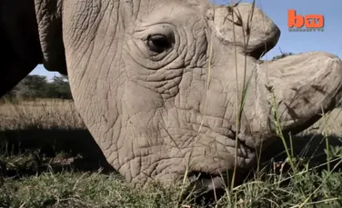 Savanţii sunt aproape să creeze embrionii cu care speră să salveze o subspecie de rinocer aproape dispărută