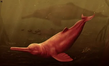 Un delfin uriaș trăia în apele Amazonului cu 16 milioane de ani în urmă