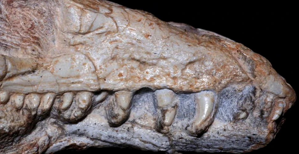 Fosila care a uimit lumea ştiinţifică. Cercetătorii spun că ar putea fi ”veriga lipsă” – FOTO