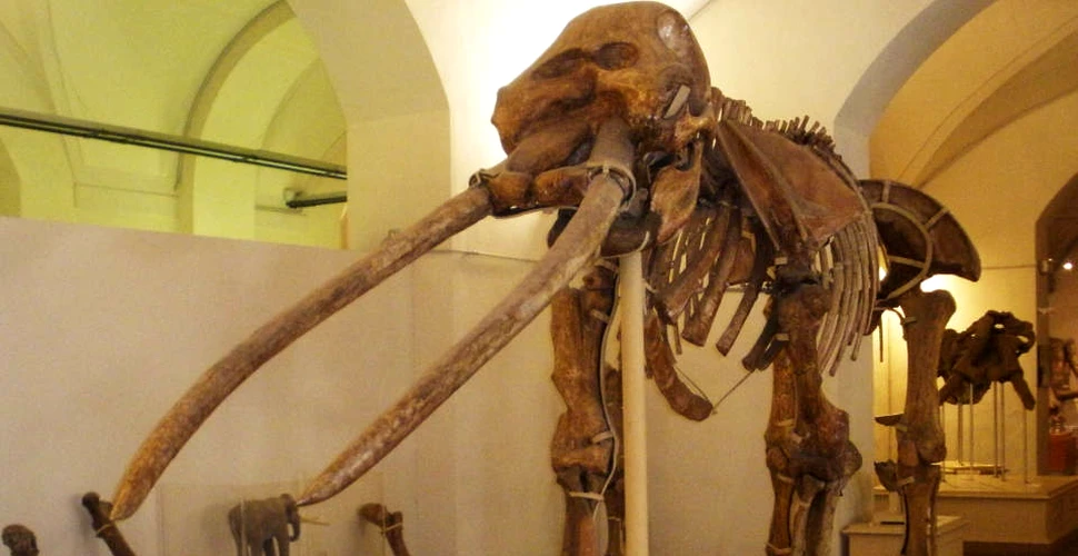 Expoziţie unicat: Scheletul unui mamut de acum 3 milioane de ani