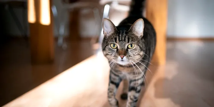 De ce urmăresc pisicile fiecare mișcare a stăpânilor? „O minte mult mai profundă decât am fi crezut”