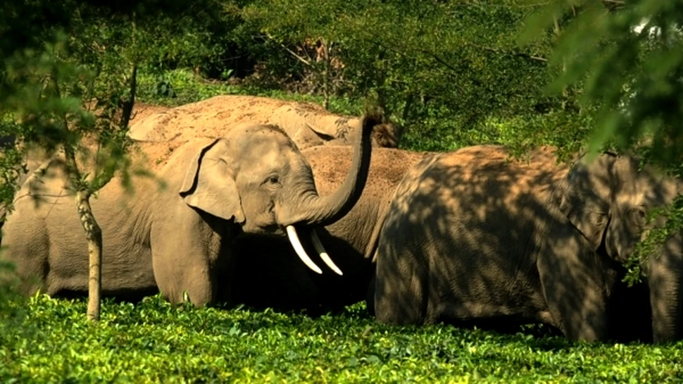 Elefanţii asiatici sunt capabili să dezvolte reţele sociale complexe