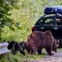 Lege nouă în România: urșii care intră în localități pot fi împușcați, amenzi uriașe pentru cei care îi hrănesc