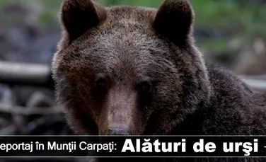 Fotoreportaj în Munţii Carpaţi: Alături de urşi – episodul 2