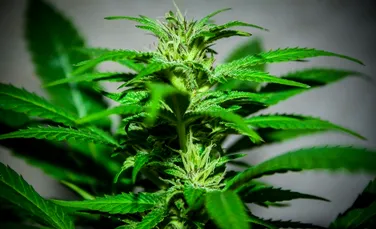 Trei tipuri de marijuana vor fi comercializate în farmaciile din Uruguay începând cu 2016. Cât va costa gramul